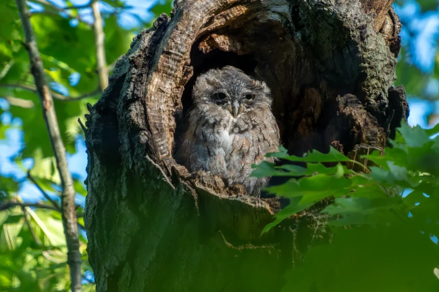 A small owl sits inside a hollow tree trunk surrounded by green leaves and branches, partially shaded by sunlight. A small owl sits inside a hollow tree trunk surrounded by green leaves and branches, partially shaded by sunlight.