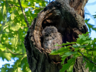 A small, fluffy owl chick sits inside a hollow tree trunk, surrounded by green leaves and dappled sunlight. A small, fluffy owl chick sits inside a hollow tree trunk, surrounded by green leaves and dappled sunlight.