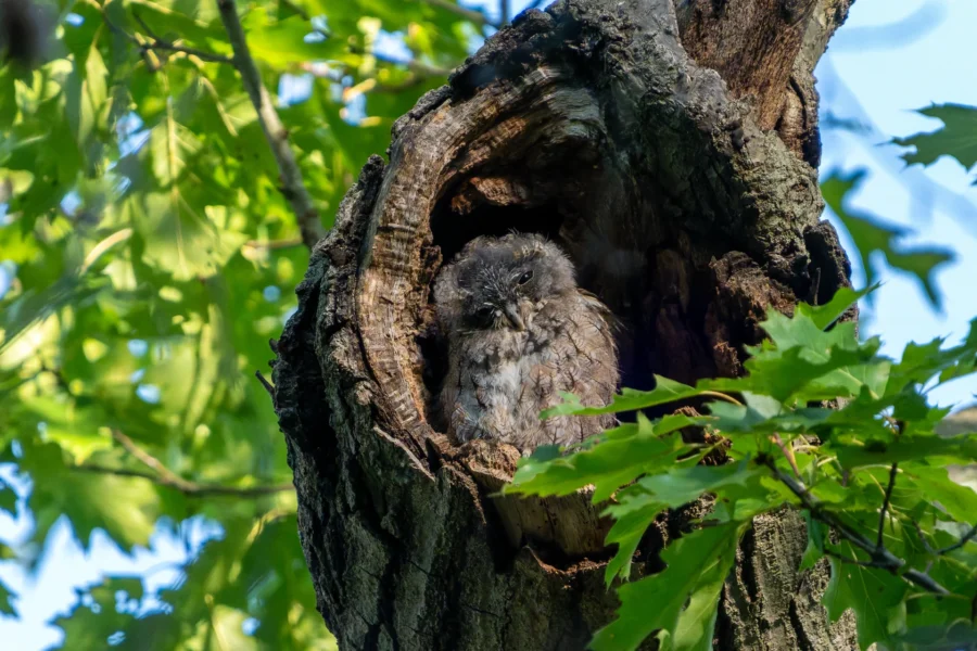 A small, fluffy owl chick sits inside a hollow tree trunk, surrounded by green leaves and dappled sunlight. A small, fluffy owl chick sits inside a hollow tree trunk, surrounded by green leaves and dappled sunlight.
