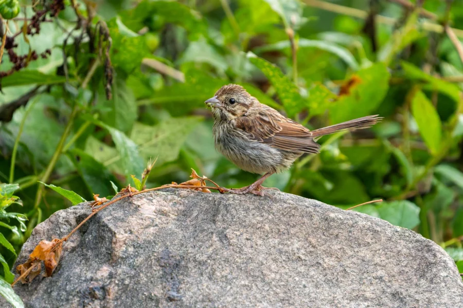 A small brown bird stands on a large gray rock surrounded by green foliage. A small brown bird stands on a large gray rock surrounded by green foliage.