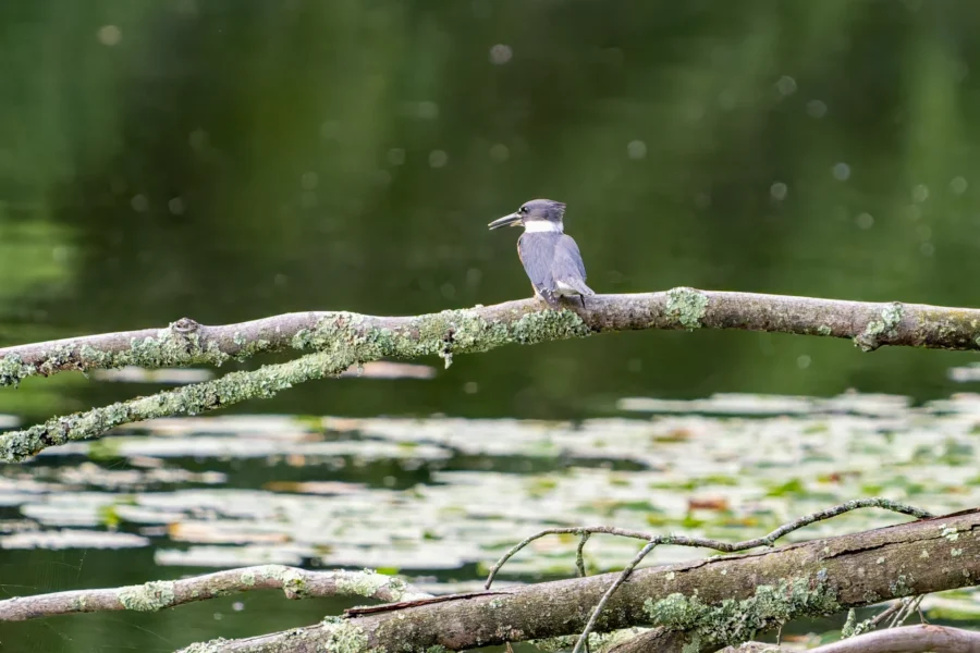 A bird with a dark head and white neck perches on a lichen-covered branch above a pond with lily pads and green reflections in the background. A bird with a dark head and white neck perches on a lichen-covered branch above a pond with lily pads and green reflections in the background.