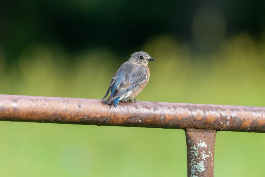 A small brown and blue bird is perched on a rusty metal rail with a blurred green background. A small brown and blue bird is perched on a rusty metal rail with a blurred green background.