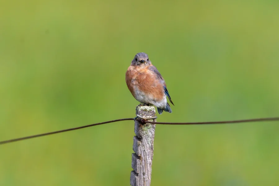 A small blue and orange bird perched on a weathered wooden post with a blurred green background. A small blue and orange bird perched on a weathered wooden post with a blurred green background.