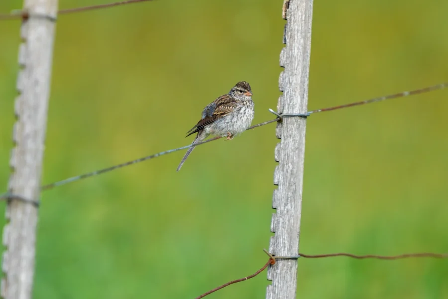 A small brown bird perches on a wire fence, with a wooden post and green blurred background. A small brown bird perches on a wire fence, with a wooden post and green blurred background.