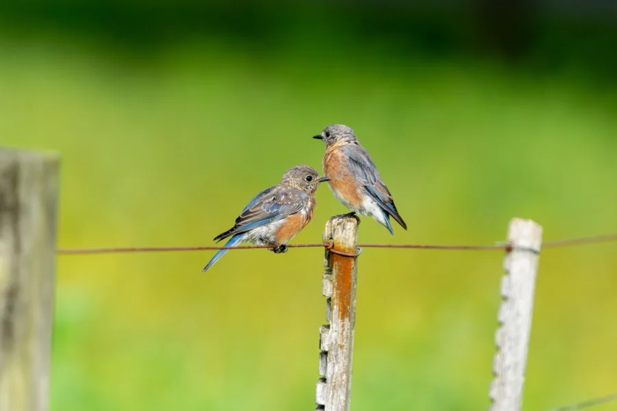 Two small brown and blue birds are perched on a wire and a weathered fence post, with a blurred green background. Two small brown and blue birds are perched on a wire and a weathered fence post, with a blurred green background.