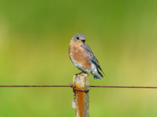 A small bird with blue and brown feathers perches on a wooden fence post, with green blurred scenery in the background. A small bird with blue and brown feathers perches on a wooden fence post, with green blurred scenery in the background.