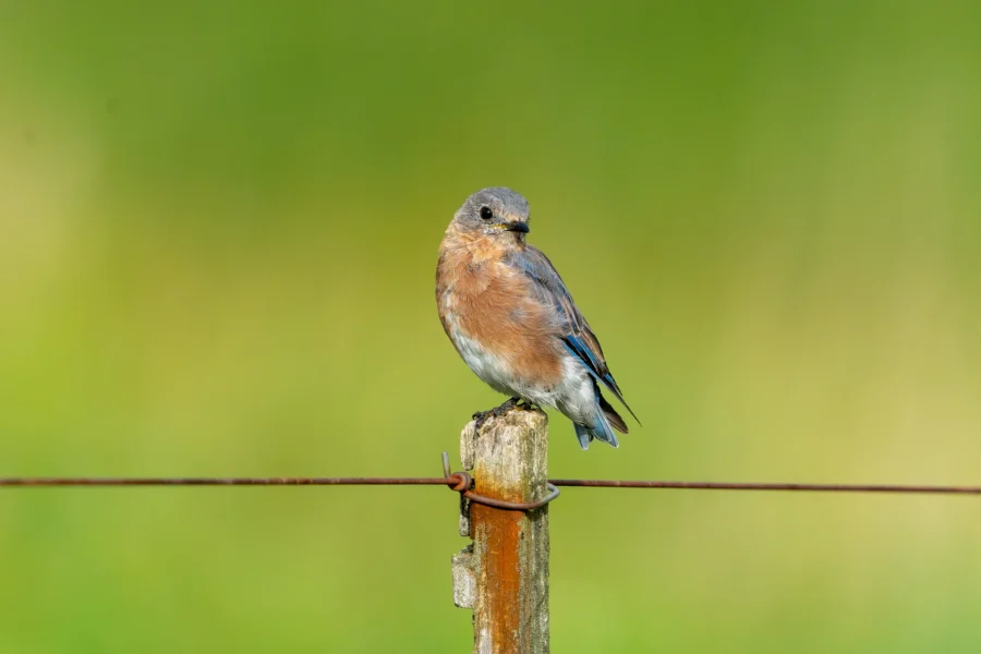 A small bird with blue and brown feathers perches on a wooden fence post, with green blurred scenery in the background. A small bird with blue and brown feathers perches on a wooden fence post, with green blurred scenery in the background.