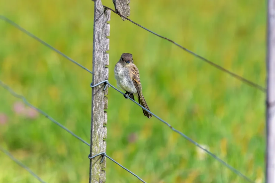 A small bird is perched on a wooden fence post next to wire fencing, with a blurred green field in the background. A small bird is perched on a wooden fence post next to wire fencing, with a blurred green field in the background.