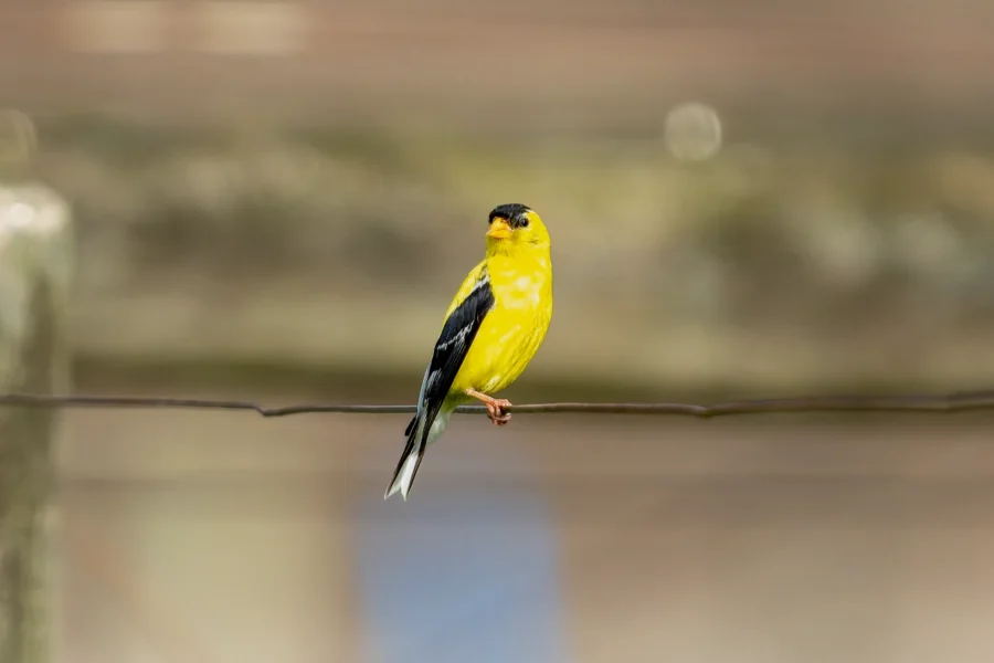 A yellow and black bird is perched on a wire against a blurred background. A yellow and black bird is perched on a wire against a blurred background.