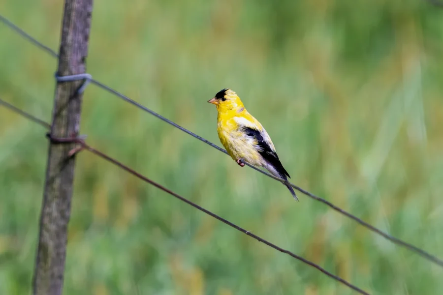 A yellow bird with black wings and a black cap perches on a wire above green grass, next to a wooden post. A yellow bird with black wings and a black cap perches on a wire above green grass, next to a wooden post.