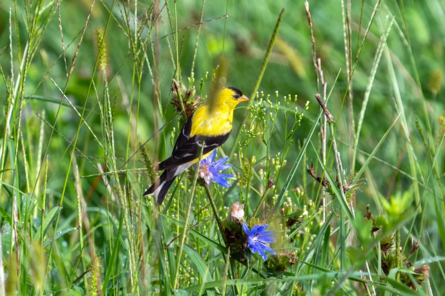 A yellow and black bird perches on a green stem among tall grass and purple wildflowers in a sunlit meadow. A yellow and black bird perches on a green stem among tall grass and purple wildflowers in a sunlit meadow.