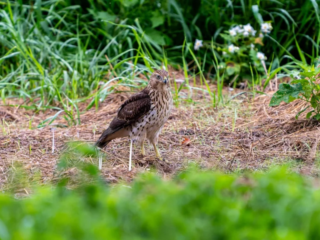 A brown hawk stands on the ground in a grassy, natural area with green plants and patches of bare soil around it. A brown hawk stands on the ground in a grassy, natural area with green plants and patches of bare soil around it.
