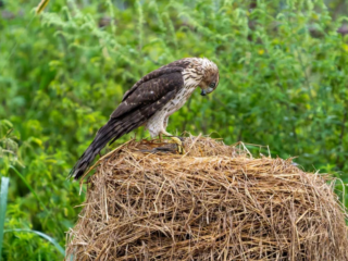 A brown and white hawk stands on a round hay bale, looking down, with green vegetation in the background. A brown and white hawk stands on a round hay bale, looking down, with green vegetation in the background.