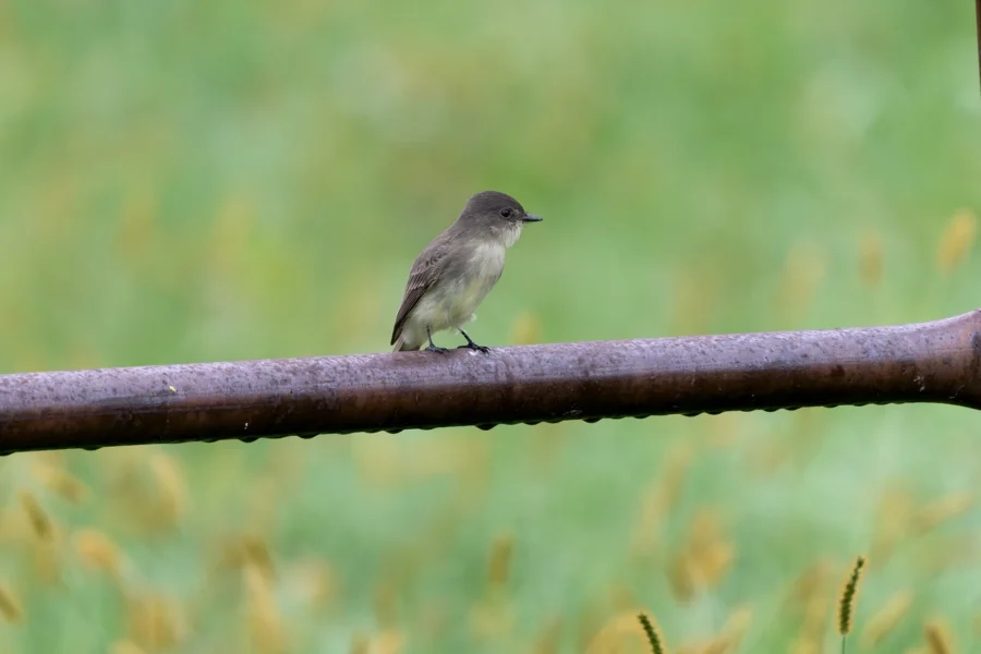 Small gray bird perched on a rusty metal pipe with a blurred green background. Small gray bird perched on a rusty metal pipe with a blurred green background.
