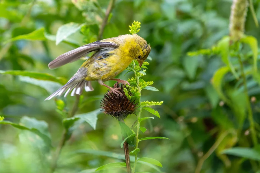 A small yellow bird perches on a green stem, pecking at a yellow flower with a brown seed head, surrounded by lush green foliage. A small yellow bird perches on a green stem, pecking at a yellow flower with a brown seed head, surrounded by lush green foliage.
