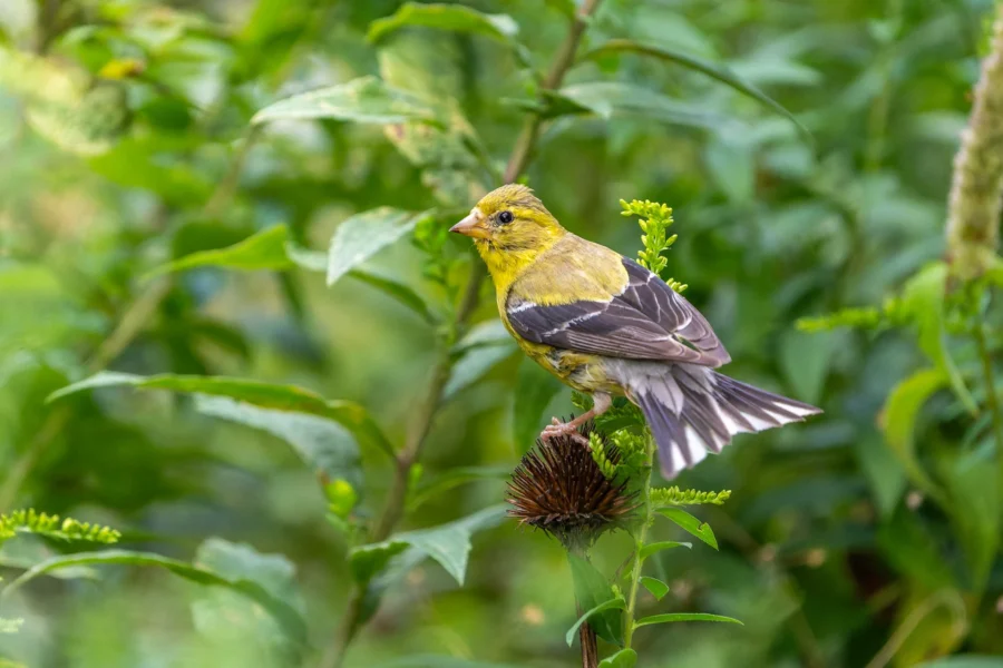 A small yellow bird with black and white wings perches on a dried flower head among green foliage. A small yellow bird with black and white wings perches on a dried flower head among green foliage.