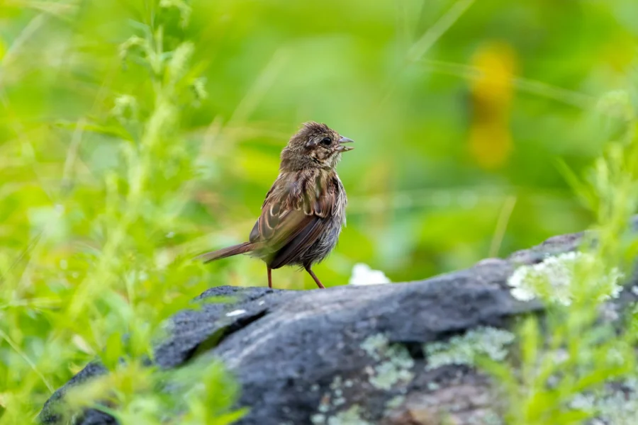Small brown bird perched on a lichen-covered rock, surrounded by green vegetation with a blurred background. Small brown bird perched on a lichen-covered rock, surrounded by green vegetation with a blurred background.