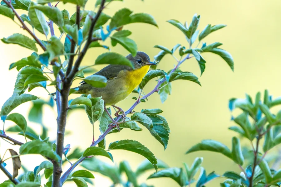 Small yellow and green bird perched on a leafy branch with a blurred background. Small yellow and green bird perched on a leafy branch with a blurred background.