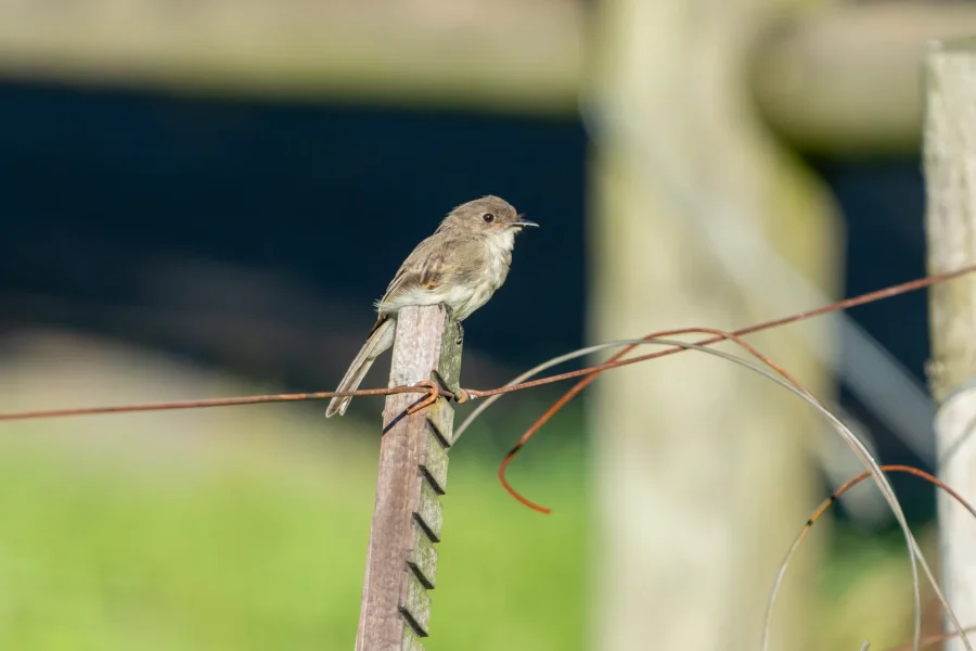 A small brown bird is perched on a wooden post beside a wire fence, with a blurred background of green and beige tones. A small brown bird is perched on a wooden post beside a wire fence, with a blurred background of green and beige tones.