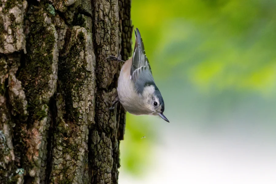 A small bird clings vertically to the rough bark of a tree, facing downward, with a blurred green and white background. A small bird clings vertically to the rough bark of a tree, facing downward, with a blurred green and white background.