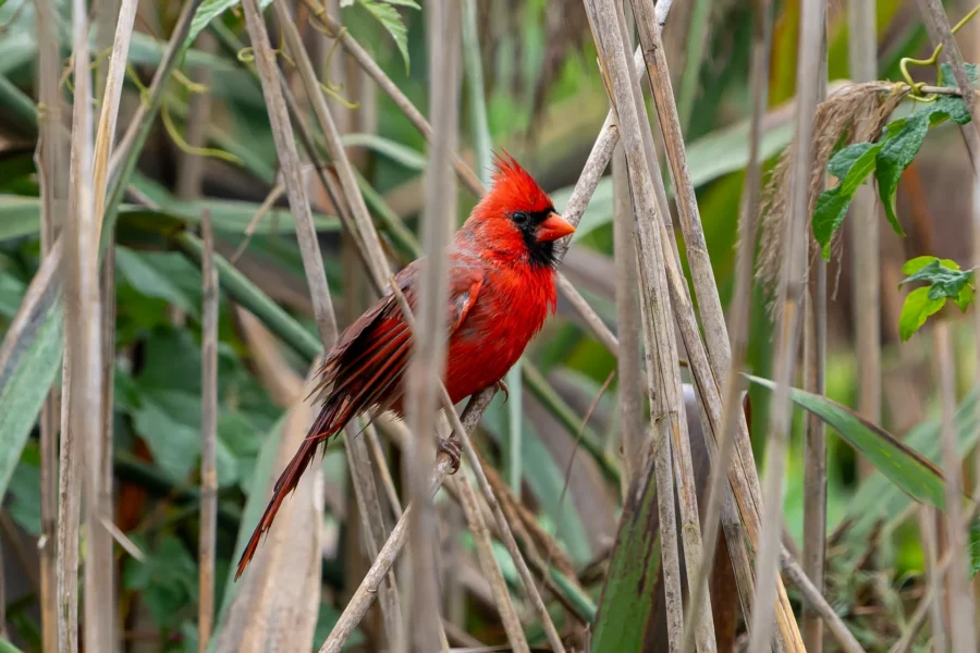 A bright red cardinal is perched on a dry stem among tall brown and green reeds in a natural outdoor setting. A bright red cardinal is perched on a dry stem among tall brown and green reeds in a natural outdoor setting.
