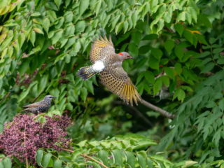 A woodpecker flies past green leaves while another bird perches on a branch with purple berries below. A woodpecker flies past green leaves while another bird perches on a branch with purple berries below.