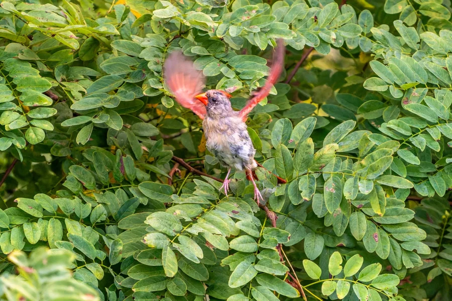A small bird with outstretched wings perches amid dense green foliage, appearing to take off or land. A small bird with outstretched wings perches amid dense green foliage, appearing to take off or land.