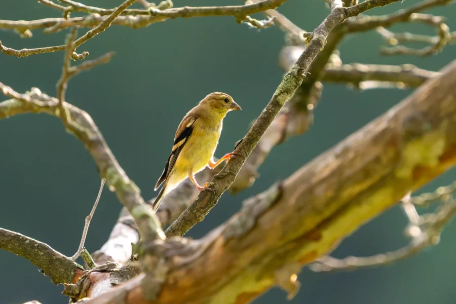 A small yellow bird with black wings is perched on a tree branch, surrounded by other branches, with a blurred green background.