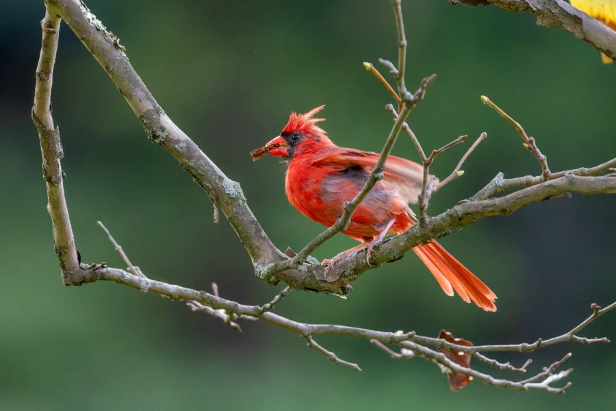A red cardinal with a small insect in its beak is perched on a bare tree branch against a blurred green background. A red cardinal with a small insect in its beak is perched on a bare tree branch against a blurred green background.
