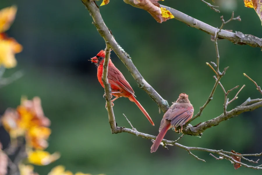 Two northern cardinals perch on tree branches; one faces forward with a seed in its beak, the other faces away. Two northern cardinals perch on tree branches; one faces forward with a seed in its beak, the other faces away.