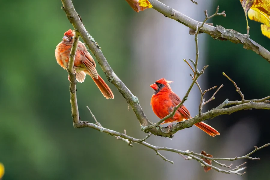 Two red cardinals are perched on bare tree branches with a blurred green background. Two red cardinals are perched on bare tree branches with a blurred green background.