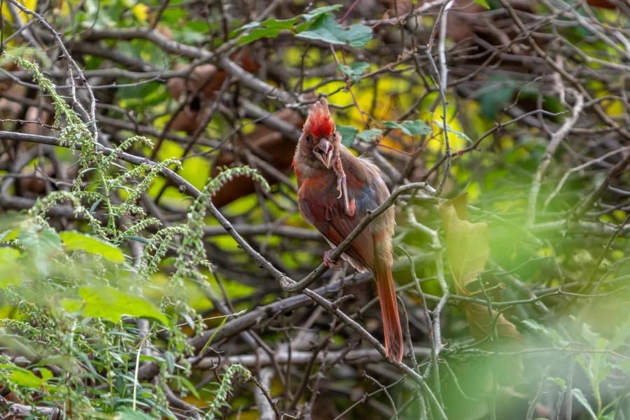 A female cardinal perches on a branch surrounded by dense foliage, holding a large insect in its beak. A female cardinal perches on a branch surrounded by dense foliage, holding a large insect in its beak.