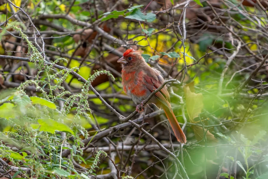 A female northern cardinal with reddish-brown feathers perched on a branch among dense green foliage and twigs. A female northern cardinal with reddish-brown feathers perched on a branch among dense green foliage and twigs.
