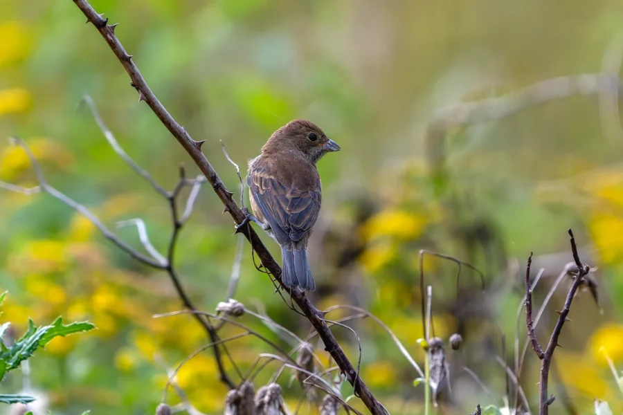 Small brown bird perched on a thin, thorny branch with a blurred background of green foliage and yellow flowers.