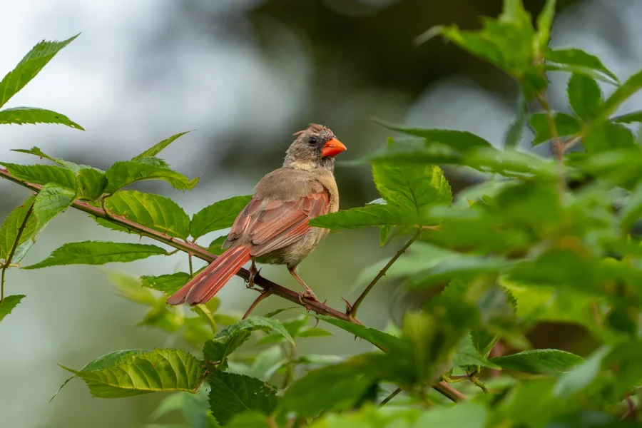 A female cardinal with brownish feathers and a red beak perches on a leafy green branch, surrounded by foliage. A female cardinal with brownish feathers and a red beak perches on a leafy green branch, surrounded by foliage.