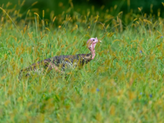 A wild turkey stands in tall green grass, partially camouflaged by the surrounding vegetation. A wild turkey stands in tall green grass, partially camouflaged by the surrounding vegetation.