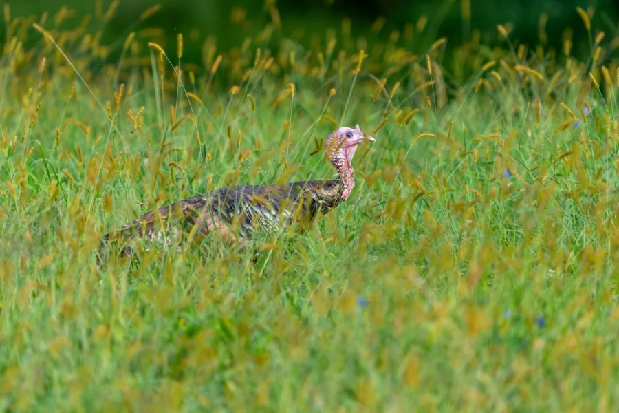 A wild turkey stands in tall green grass, partially camouflaged by the surrounding vegetation.
